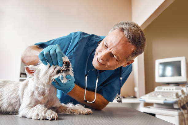 Best Emergency Dental Surgery in Southchase, FL
